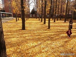 临沂银杏树爆料视频最新